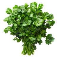 Coriander . Bunch of coriander top view . Cilantro herb flat lay . Aromatic herb for food preparation isolated png