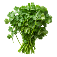 Coriander . Bunch of coriander top view . Cilantro herb flat lay . Aromatic herb for food preparation isolated png