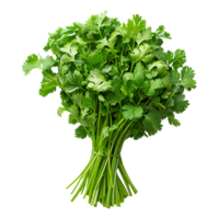 Coriander . Bunch of coriander top view . Cilantro herb flat lay . Aromatic herb for food preparation isolated png