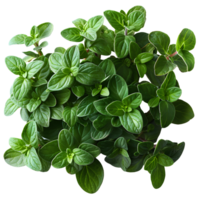 Thyme . Thyme herb top view . herb of thyme with leaves flat lay isolated. Aromatic herb used for cooking and flavouring isolated. aromatic thyme png