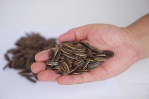 Hand hold sunflower seeds, isolated on white background. Concept, agriculture crops. Edible flower seeds as snack or food ingredient. Raw seeds can be grown to expand breed for next time growing. photo