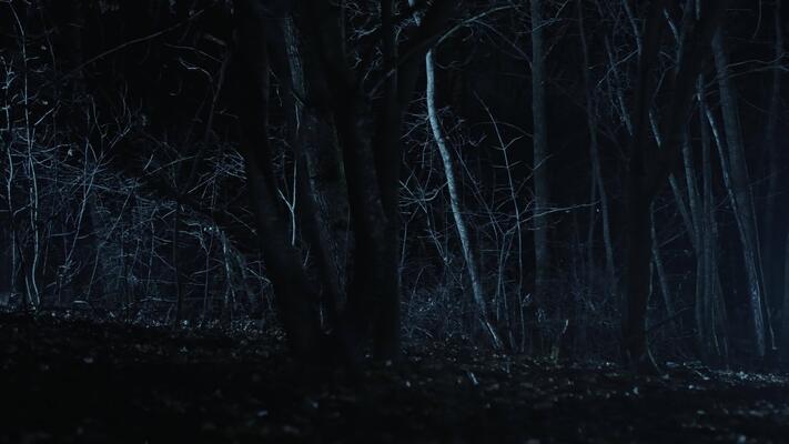 キャンバスドローイング『The forest at night』 dpjs7mwzs2u61.jpg?width=1080&