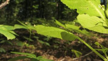 A close-up view of Green leaves grow on plants in the forest on a sunny day. video