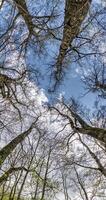 vertical time lapse of bare crowns and clumsy branches of huge oak trees growing in blue sky in sunny day with clouds video
