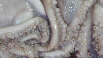 Underwater view of octopus tentacles demonstrating texture and growth in marine environment video