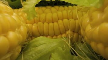 A close-up image of fresh yellow corn on the cob. The corn is surrounded by green lettuce leaves, giving the image a vibrant and colorful appearance. The corn kernels are plump and juicy. video