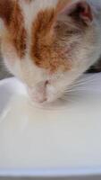 A closeup of a serene cat enjoying a sip of milk from a white bowl in a peaceful setting video