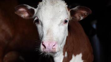 curious red and white calf with milk foam on its lips stares intently at the camera in the barn video