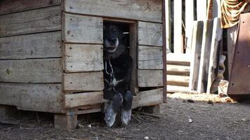 Black dog lies in a booth tied with a chain on the territory of the farm, four-legged helper, guardian video