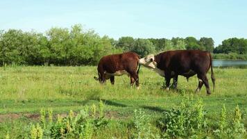 bull sniffing a female while she eats grass in a field, checking her readiness for mating video