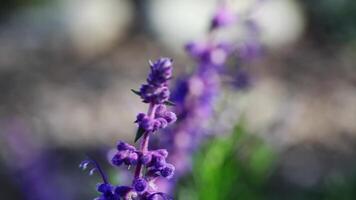 Purple Flower Buds Swaying In Breeze With Out-Of-Focus Background video