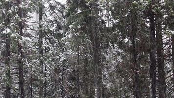 Snow Falling Fast With Pine Trees In Background Yosemite California video