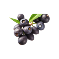 Pure Acai Goodness Bunch of Fresh Sweet Acai Berries Fruit Isolated on Transparent Background png