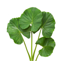 taro leaves transparent background png