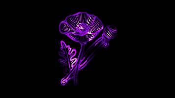 Glowing looping Remembrance Day poppy flowers. neon frame effect, black background. video