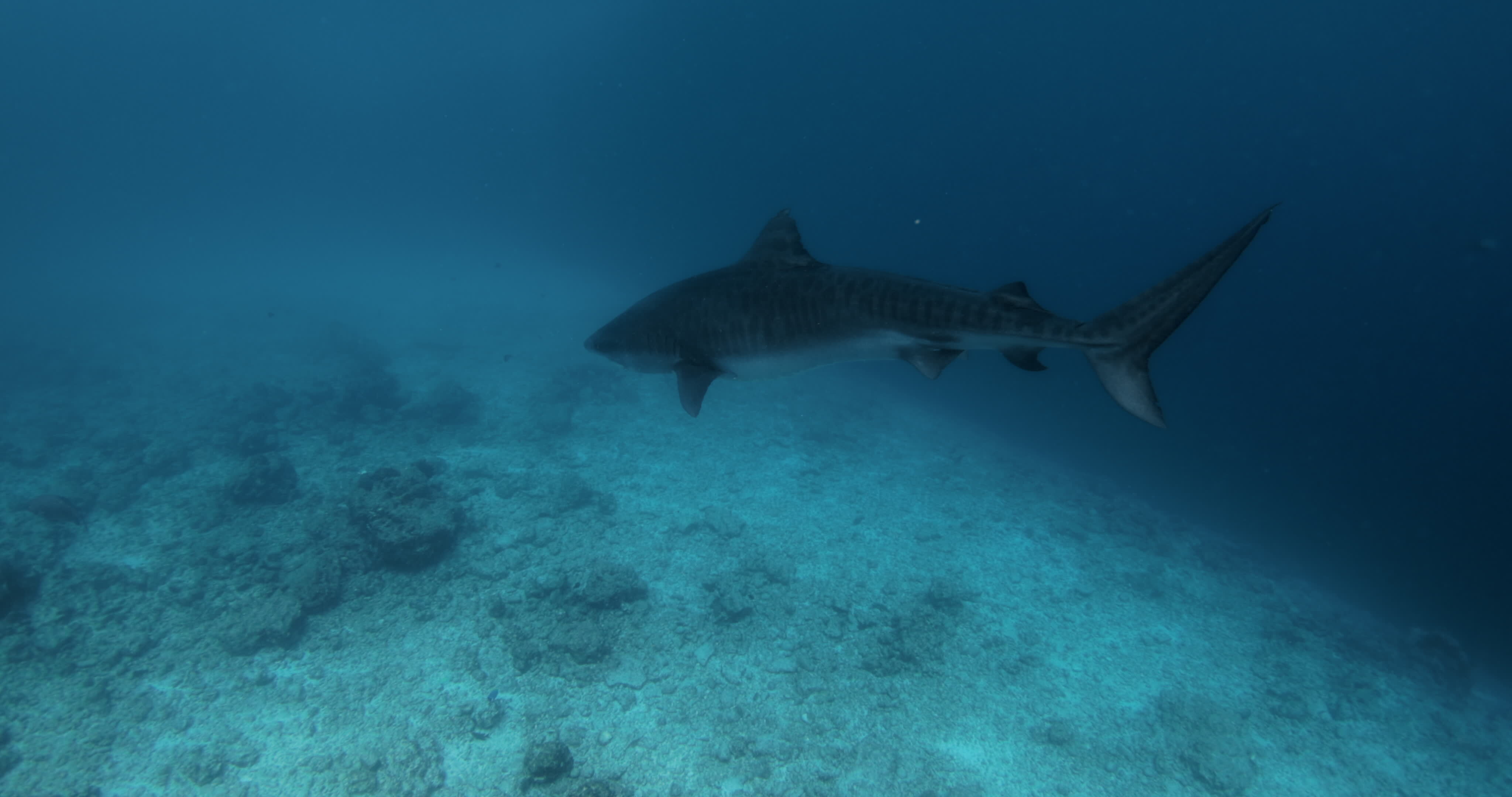 Tiger shark swims underwater in tropical ocean. Close up view of danger