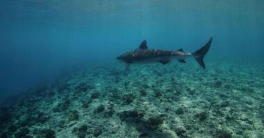 Tiger shark swims underwater in tropical ocean. Close up view of danger shark video
