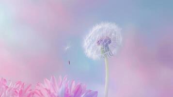 A close-up shot of a single dandelion with its seed floating away, set against a Solid Color Background photo