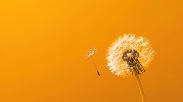 A close-up shot of a single dandelion with its seed floating away, set against a Solid Color Background photo