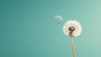 A close-up shot of a single dandelion with its seed floating away, set against a Solid Color Background photo