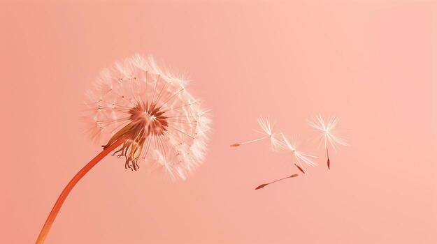 A close-up shot of a single dandelion with its seed floating away, set against a Solid Color Background photo
