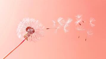 A close-up shot of a single dandelion with its seed floating away, set against a Solid Color Background photo