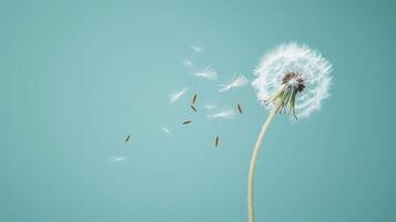 A close-up shot of a single dandelion with its seed floating away, set against a Solid Color Background photo