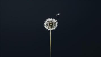 A close-up shot minimalist composition featuring a solitary dandelion standing tall against a stark black background, its seed suspended in the air photo
