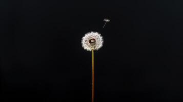 A close-up shot minimalist composition featuring a solitary dandelion standing tall against a stark black background, its seed suspended in the air photo