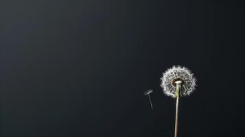 A close-up shot minimalist composition featuring a solitary dandelion standing tall against a stark black background, its seed suspended in the air photo