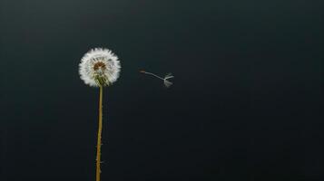 A close-up shot minimalist composition featuring a solitary dandelion standing tall against a stark black background, its seed suspended in the air photo