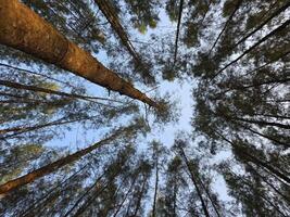Looking up at pine tree canopy and sky. the view of the pine trees in the morning photo