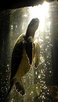 A sea turtle moves through dark ocean waters, surrounded by marine life photo