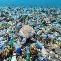 In the ocean, there are plastic bottles with a sea turtle photo