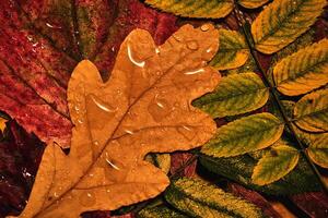 Cozy autumn background of bright leaves with raindrops. photo