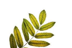 Abstract autumn leaf texture on white isolated background. Macro. photo