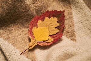 Cozy composition of autumn leaves and sweater. photo
