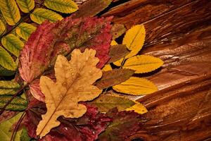 Cozy composition of bright autumn dry leaves on a wooden background. photo