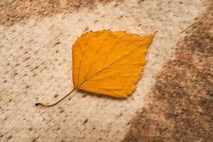 Cozy composition of autumn leaves and sweater. photo