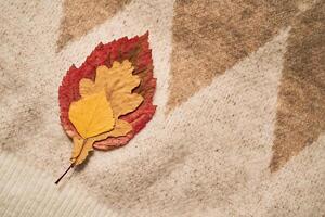 Cozy composition of autumn leaves and sweater. photo
