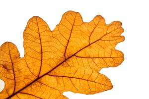 Abstract autumn leaf texture on white isolated background. Macro. photo