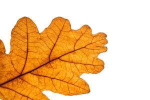 Abstract autumn leaf texture on white isolated background. Macro. photo