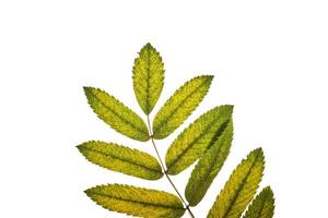 Abstract autumn leaf texture on white isolated background. Macro. photo