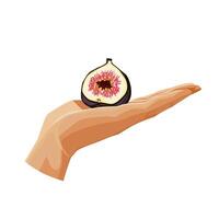 Freshly and healthy violet half figs in the palm of the hand isolated on white background. illustration in flat style with dietary fruit. Clipart for card, banner, flyer, poster design vector