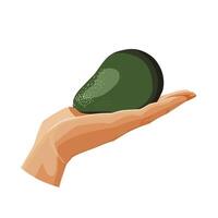 Freshly and healthy whole green avocado in the palm of the hand isolated on white background. illustration in flat style with dietary vegetable. Clipart for card, banner, flyer, poster design vector