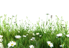3D render of a vibrant flower field with diverse types of wildflowers Isolated on a transparent background png