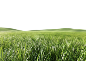 réaliste herbe pièce pour pelouse et Extérieur conception projets isolé sur transparent Contexte. png