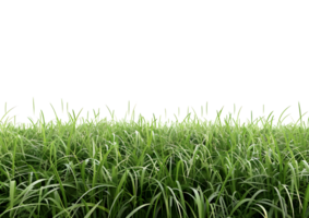 Patch of Green Grass with Realistic Texture for Landscaping and Garden Design isolated on transparent background. png
