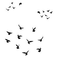 Silhouette sketch of a flock of flying birds, flight in different positions. Takeoff, flying, flight, flutter, hover, soaring, landing vector