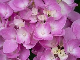Macro image, Close up pink Hydrangea flower. photo